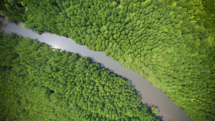 Aerial view or top view of Mangrove forest , Tung Prong Thong or Golden Mangrove Field at Rayong of Thailand