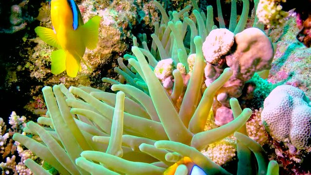 Clown fish, anemonefish (Amphiprion ocellaris) swim among the tentacles of anemones, symbiosis of fish and anemones, Red Sea