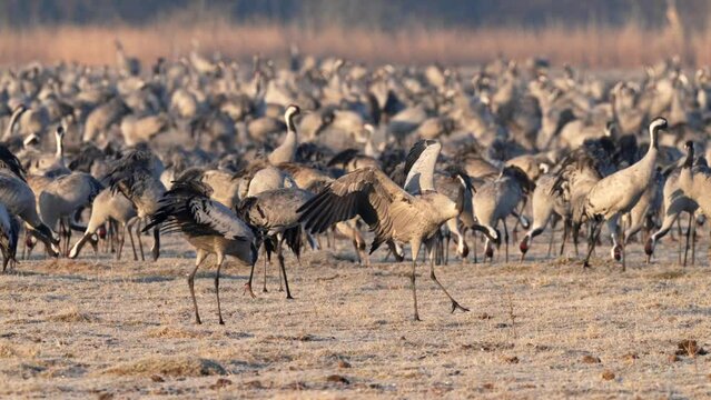 Common cranes (Grus grus) Dancing at Pulken in Sweden