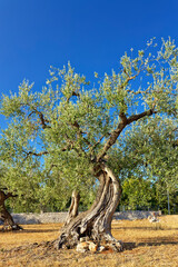 Knorriger Olivenbaum auf einem verdorrten Feld in Italien, Apulien