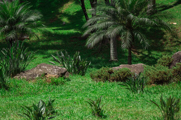 palm trees on park
