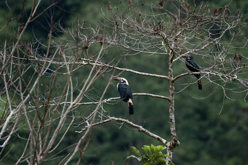 Closeup of two hornbills sitting on a bare tree with a blurry background © Jarome Rey Simon/Wirestock Creators