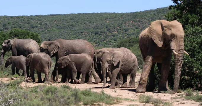 A family of elephants play in a waterhole