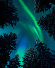 Northern lights (Aurora borealis) above treetops, snowy spruce trees, boreal forest in cold winter...