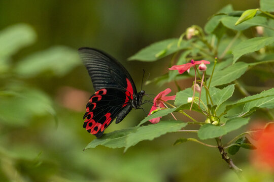 Closeup of a black butterfly with red patterns sitting on a flower with a blurry green background