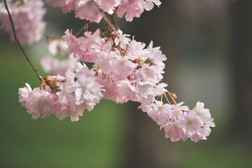 , kirschblüte, sakura, aufblühen, cherry, baum, frühling, blume, pink, natur, ast, blühen, japan, pflanze, jahreszeit, 