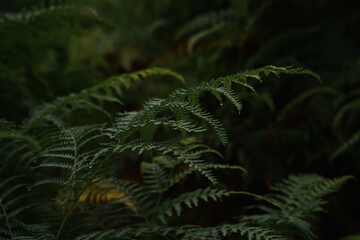 fern in the forest