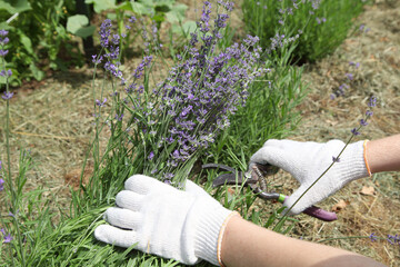 The lavender bush is pruned by the gardener after flowering with a pruner. Growing provence plants...