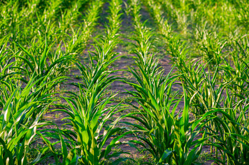 Rows of young corn plants in an agricultural field.