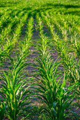 Rows of young corn plants in an agricultural field.