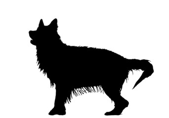 the Long-haired German Shepherd, wet dog silhouette