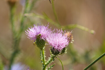 Closeup of spiny plumeless thistle in bloom with green blurred plants on background