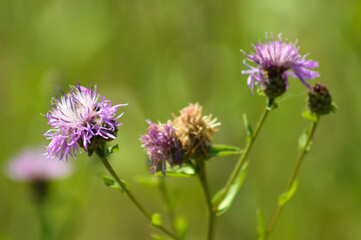 Closeup of brown knapweed in bloom with blurred vivid green background