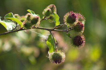 Closeup of lesser burdock buds with green blurred plants on background