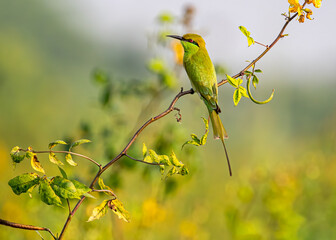 A bee Eater perching on a plant