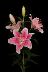 Flowering pink lily on a black background