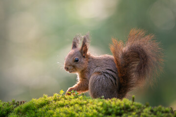 Naklejka na ściany i meble European red squirrel on a sunny day on green moss seen from the side