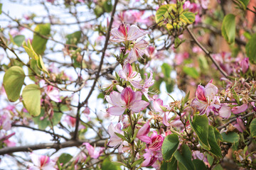 Beautiful Bauhinia purpurea tree in Alicante