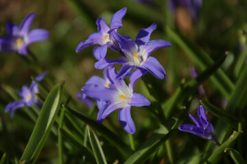 Sibirischer Blaustern
