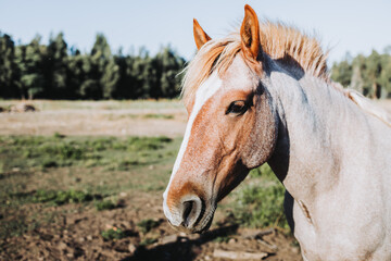 Obraz premium Close up of beautiful white and brown chilean horse in nature.