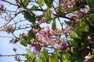 Beautiful Bauhinia purpurea tree in Alicante