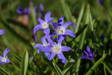 Sibirischer Blaustern