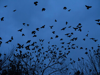 flock of birds silhouette, bottom view