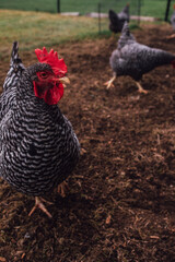 Barred Plymouth Rock Chickens hens on the farm	