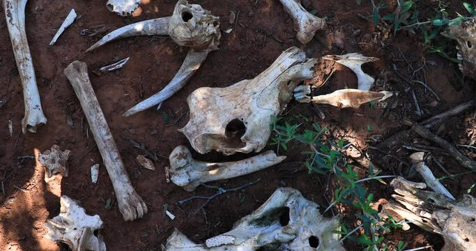 Bones of different animals in the savannah