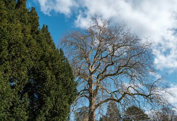 Bare tree branches and conifer