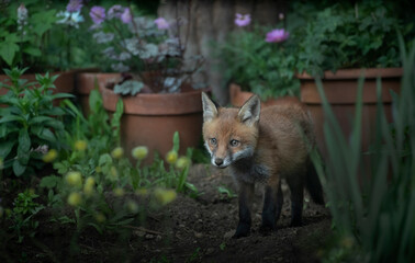 urban fox in the garden