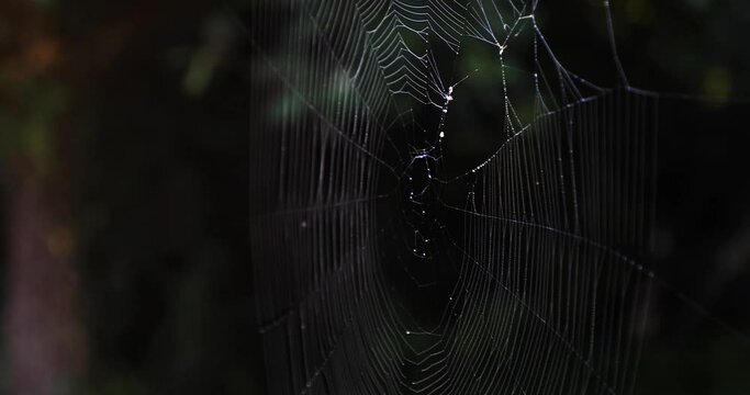 A spider web in the forest