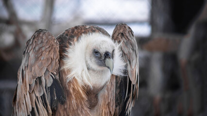 Vulture. A large bird of prey. Beautiful plumage. A caged animal.