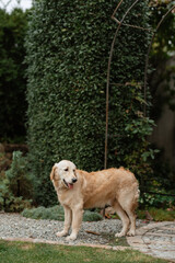 golden retriever dog at a wedding