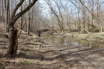 The creek in the quiet winter forest on a sunny day.