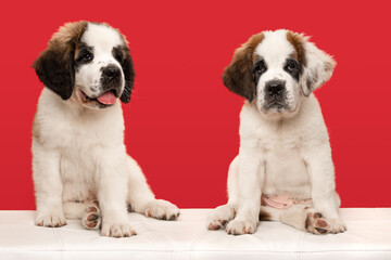 Two Saint Bernard puppy dogs sitting on a white bench on a red background