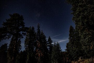 Beautiful shot of a forest during the night under the stary skies