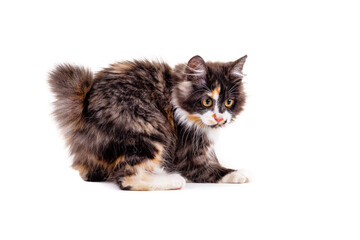 Fluffy kitten plays on a white background. The kitty with yellow eyes plays on a white background close-up. Fluffy multicolored kitten on a white isolated background.