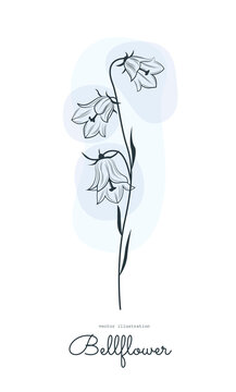 Black and white vector illustration of a bellflower outline.Botanical drawing of flowers for design.