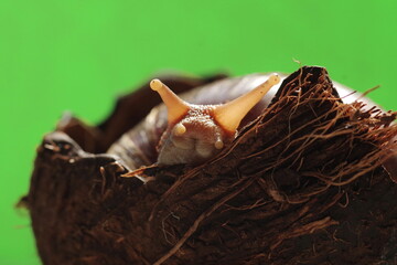 Giant African Snail hiding in a coconut shelter
