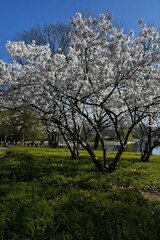 Bl&uuml;hende weisse B&auml;umen auf gr&uuml;ner Wiese