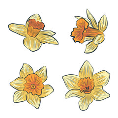 Daffodil flower vector design art.