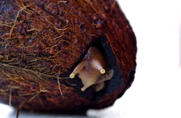 Giant African Snail hiding in a coconut shelter
