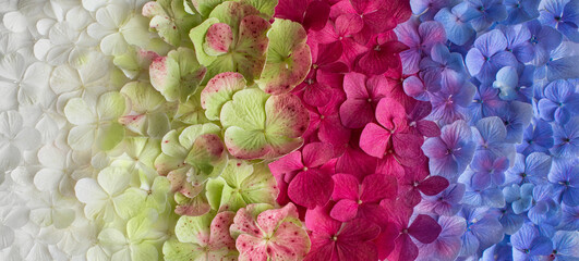 kolorowe tło z płatków kolorowej hortensji, kolory lata w ogrodzie