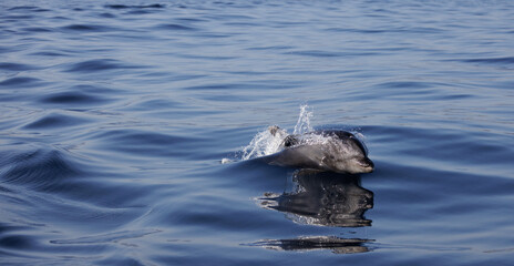 Bottlenose Dolphin's refection, bottlenose dolphin