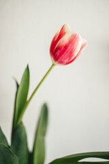 pink and white tulip