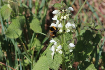 a bumblebee sits at a flower of the white nettle for pollination in a green verge in springtime