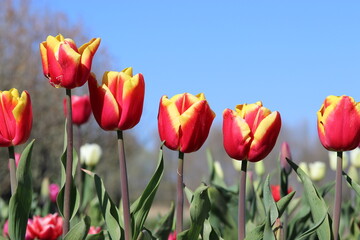 a row red tulips with yellow edges in a flower garden in holland with a blue sky in springtime
