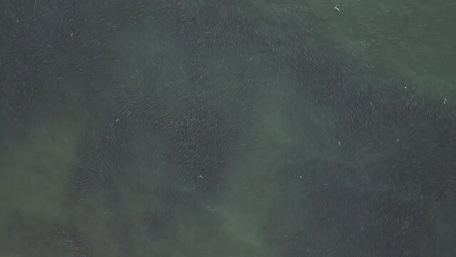 An aerial view of a spawning river with thousands of coho salmon swimming in it