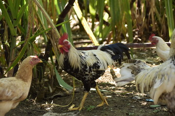 own domestic chicken